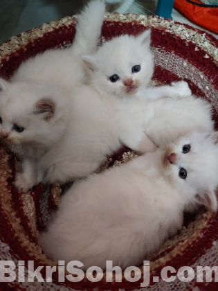 Original Persian cat